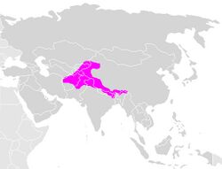 Himalayan brown bear area.jpg