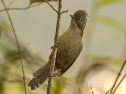 Hoary-throated Barwing Neora Valley NP India.jpg