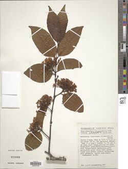 Holarrhena floribunda-NMNH-14548913.jpg