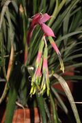 IKAl 20131109 Billbergia eloisiae.jpg