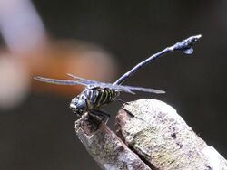 Ictinogomphus regisalberti 1436873.jpg