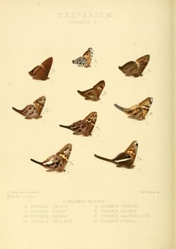 Illustrations of new species of exotic butterflies Eudamus II.jpg
