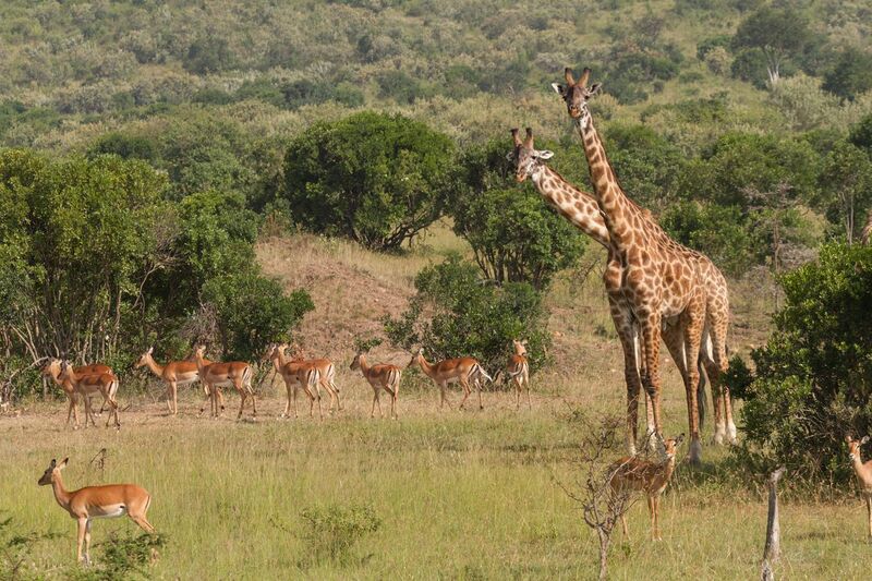 File:Impalas and Giraffes Benh.jpg