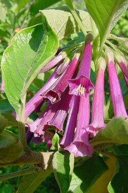 Iochroma grandiflora1MTFL.jpg