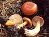 Lactarius luculentus 70859.jpg