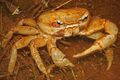 Land Crab (Gecarcinus planatus) (8575065932).jpg