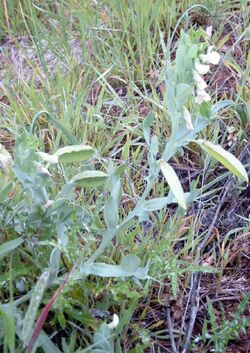 Lathyrus ochrus.jpg