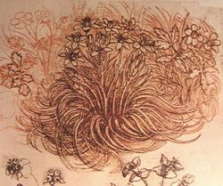 Drawing of flowers by Da Vinci