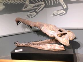 Leptosuchus crosbiensis.jpg