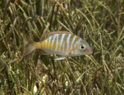 Lethrinus mahsena Réunion.JPG