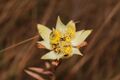 Leucadendron spissifolium natalense 15554220.jpg