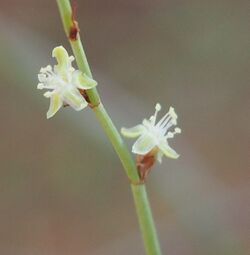 Lignum blooms.jpg