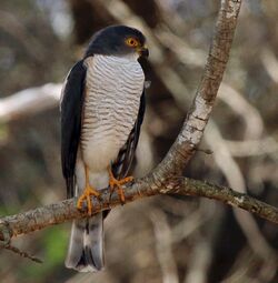 Little sparrowhawk (Accipiter minullus) 01, crop.jpg