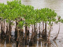 Mangroves in Kannur, India.jpg