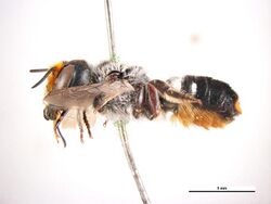 Megachile erythropyga f.jpg