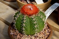 Melocactus matanzanus 2.jpg