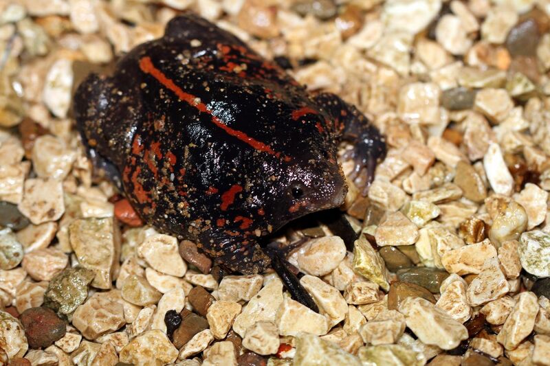 File:Mexican burrowing toad - Flickr - GregTheBusker (3).jpg