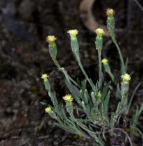 Millotia tenuifolia 75690069.jpg