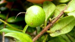 Myrciaria ferruginea fruit