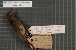 Naturalis Biodiversity Center - RMNH.AVES.131905 1 - Melanocharis striativentris axillaris (Mayr, 1931) - Dicaeidae - bird skin specimen.jpeg