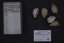 Naturalis Biodiversity Center - RMNH.MOL.185015 - Cypraeovula algoensis (Gray, 1825) - Cypraeidae - Mollusc shell.jpeg