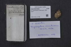 Naturalis Biodiversity Center - RMNH.MOL.217799 - cf. Trigonaphera amakusana Petit, 1974 - Cancellariidae - Mollusc shell.jpeg