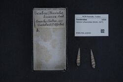 Naturalis Biodiversity Center - RMNH.MOL.226545 - Hastula rufopunctata (Smith, 1877) - Terebridae - Mollusc shell.jpeg