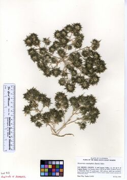 Navarretia cotulifolia dupl. of JEPS91072 (5580128535).jpg