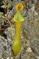 Nepenthes viridis intermediate pitcher.jpg