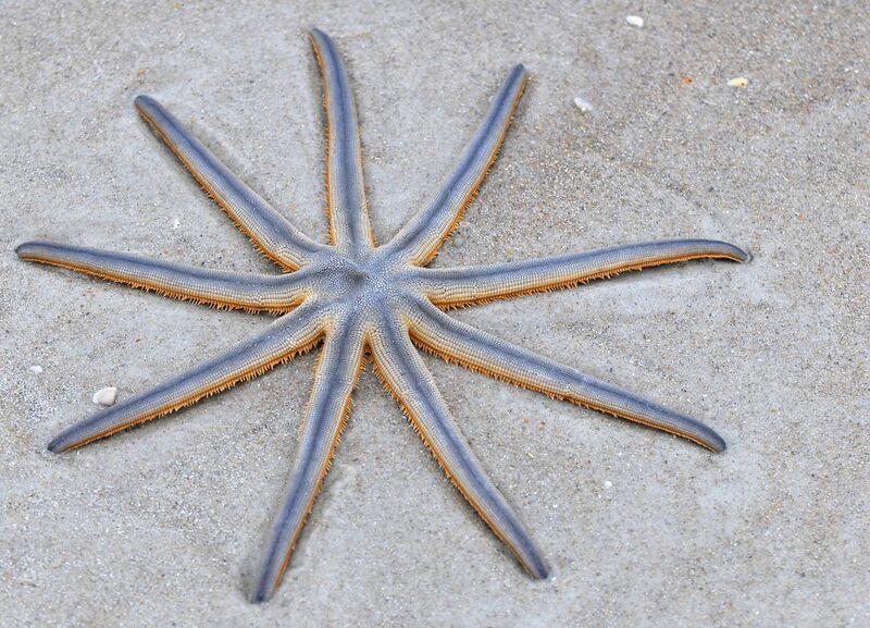 File:Nine-armed Sea Star (Luidia senegalensis) (4338628827).jpg