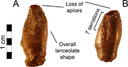 Nothronychus teeth.png