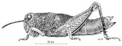 ORTH Acrididae Brachaspis robustus.png