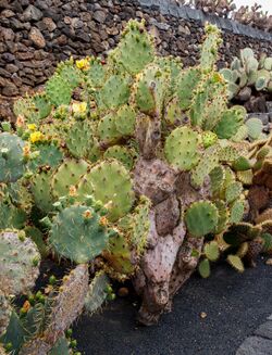 Opuntia hyptiacantha 01.jpg