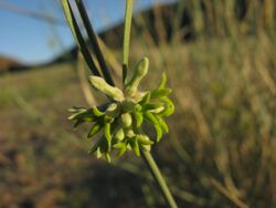 Orthanthera albida IMG 8606.JPG