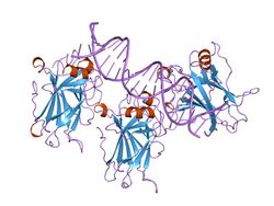 PDB 1tup EBI.jpg