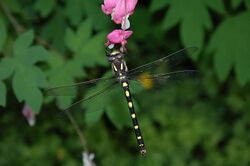 Pacific Spiketail Dragonfly.jpg