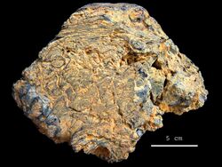 Paleoproterozoic stromatolites Franceville.jpg