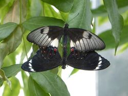 Papilio aegeus copulation.JPG