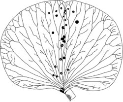Petal of Weberbauerella raimondiana.png