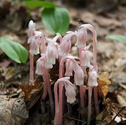 Pink indian pipes.jpg