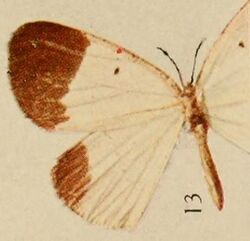Pl.14-13-Rhamidava pieridaria=Melinoessa pieridaria (Holland, 1920).JPG