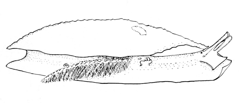 File:Pleurobranchus areolatus 2.png