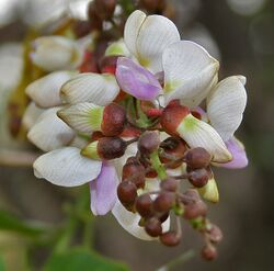 Pongamia pinnata (Karanj) near Hyderabad W IMG 7633.jpg