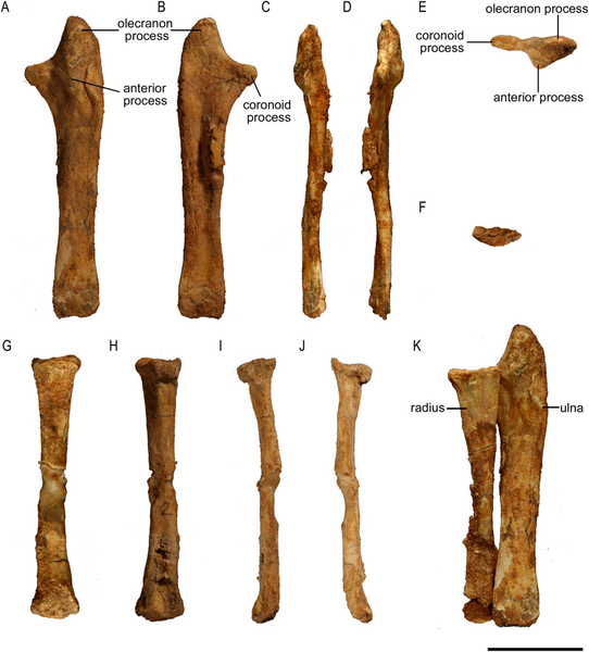 File:Protoceratops ZPAL MgD-II 3 radius & ulna.png