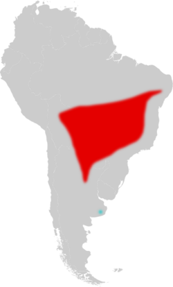 Map of South America, with a contiguous red area extending over northeastern Argentina, much of Paraguay, and eastern Bolivia, east into northeastern Brazil; and a small blue area in eastern Argentina