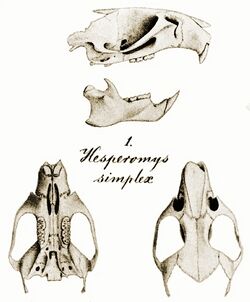 From top to bottom: side view of skull with mandible, missing much of the posterior part; text "1. Hesperomys simplex"; and views of the same skull from above and below.