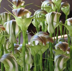 Pterostylis baptistii.jpg