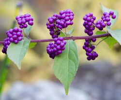 Purple beautyberry, October 2015 - Stacking.jpg