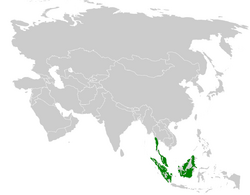 Pycnonotus eutilotus distribution map.png