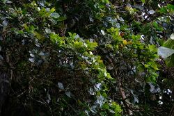 Quercus Copeyensis.jpg